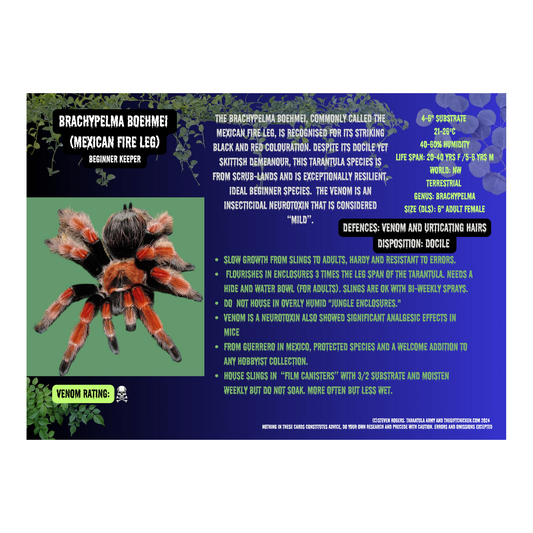 The Tarantula Army Collectible Card Packs: A Must-Have for Every Tarantula Enthusiast
