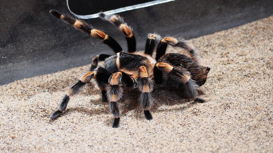 Do Tarantulas Wander in the Wild? What That Means for Captive Care