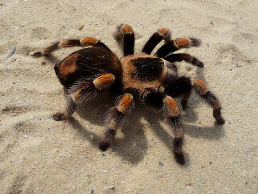 Is a Bald Patch on Your Tarantula a Sign of Stress or Something Else?