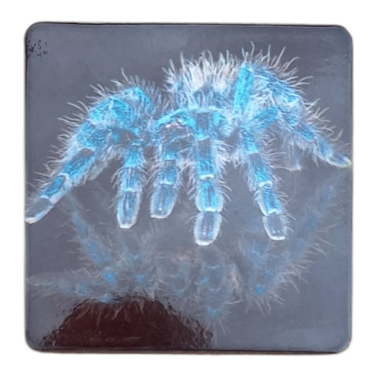 Caribena Versicolour Fridge Magnet