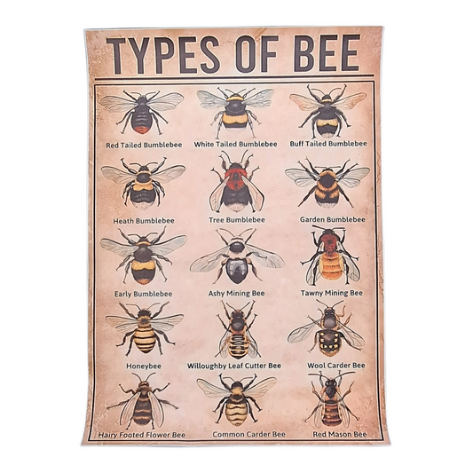 Types of Bee Canvas Poster