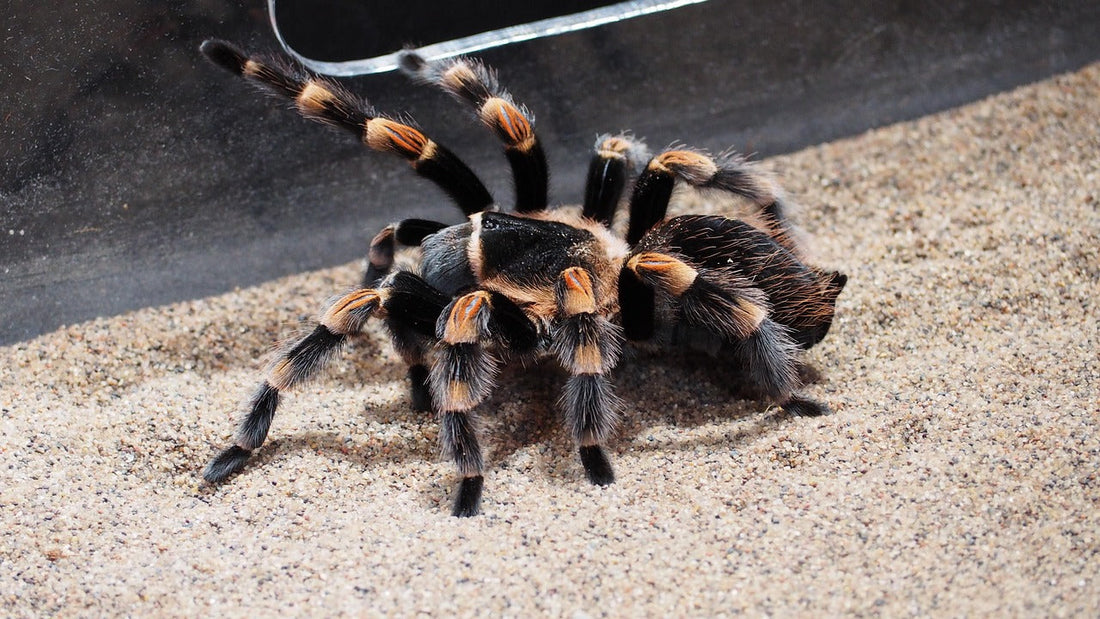 Do Tarantulas Wander in the Wild? What That Means for Captive Care