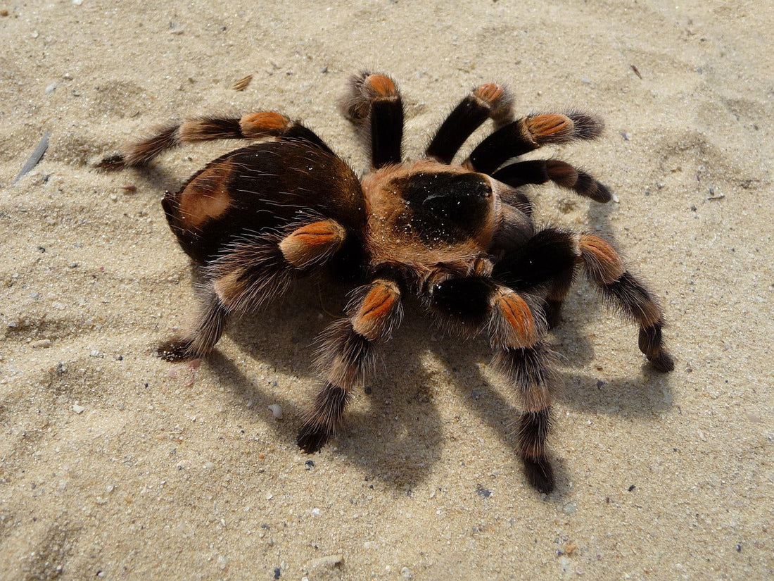 Is a Bald Patch on Your Tarantula a Sign of Stress or Something Else?